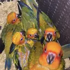 فروخ صني كنيور