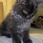 قط شيرازي للتبني