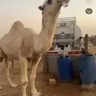 بعير تمام