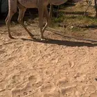 للبيع الحاشي اللباني