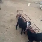 تيوس للبيع