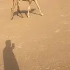 بكره كفو