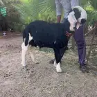 مشروع فحل