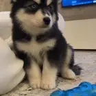 هاسكي انثى عمرها 2 مع جواز ومطعمه ونظيفه وكل اغراضها