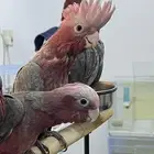 للبيع عدد 2 فروخ كوكاتو قالا حمامة