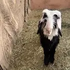 خروف للبيع