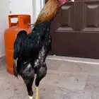 ديك شامو ياباني