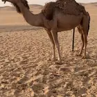 عجوم حيل
