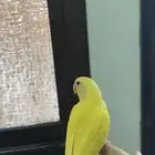 طير روز مفطوم