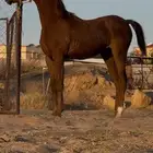 مهر شعبي كفو