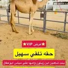 حقه تلقي سهيل