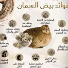 بيض طيور السمان