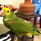 ببغاء دبل يلو هيد