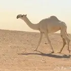 بكره باتليه