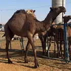 للبيع قعود اصفر