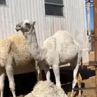 بكره مفروده للبيع