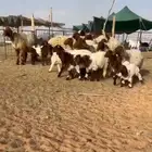 نعيم مواليد فاخره((( تم البيع )))