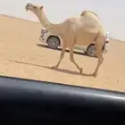رباع