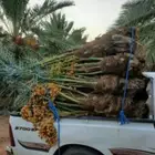 يوجدلدينا جميع انواع اانخيل العربي وجميع المقاسات