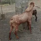 تيس فاخر للبيع