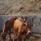 النوع حسلان للبيع