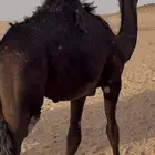 قعود مجهم طيب حوار