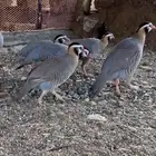 حجل بري قهد