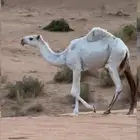 بكره مفروده كفو كحيلانيه جده الكنق بعير الطهيمي