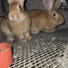 طقم ارانب فلاندر دم صافي
