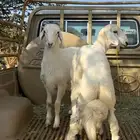 خروفين سمان فل شحم