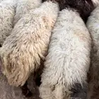 خرفان نعيم