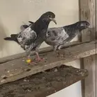 حمام باكستاني ضياع