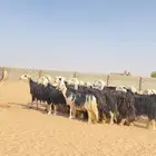 غنم نجد صنف