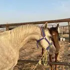 حصان شعبي