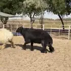 خروف عربي شبب