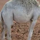 للبيع قصب قعود وبكره لبانيات