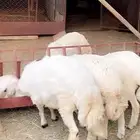 خرفان وثلاث رخال