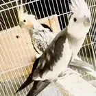 زوج كروان ( تم البيع )