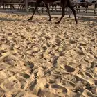 ضروبه ثنو