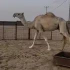 عشاير مبيوعه عيالها ضرايب وضح