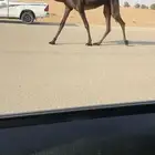 مفروده مجهم