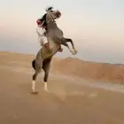 حصان شعبي