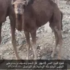 قعود عمره 5شهور فل شحم