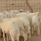 بهم ذبايح وتربيه