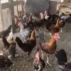 ديوك بلدي نظيفه وبريه