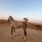 فرس عربيه فاخره