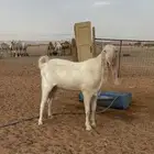 تيس مراح
