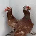 جوز حمام كارير الماني