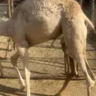 حواره لبانيه شراكه ارباع واثمان