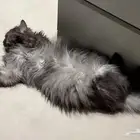 قط للتبني